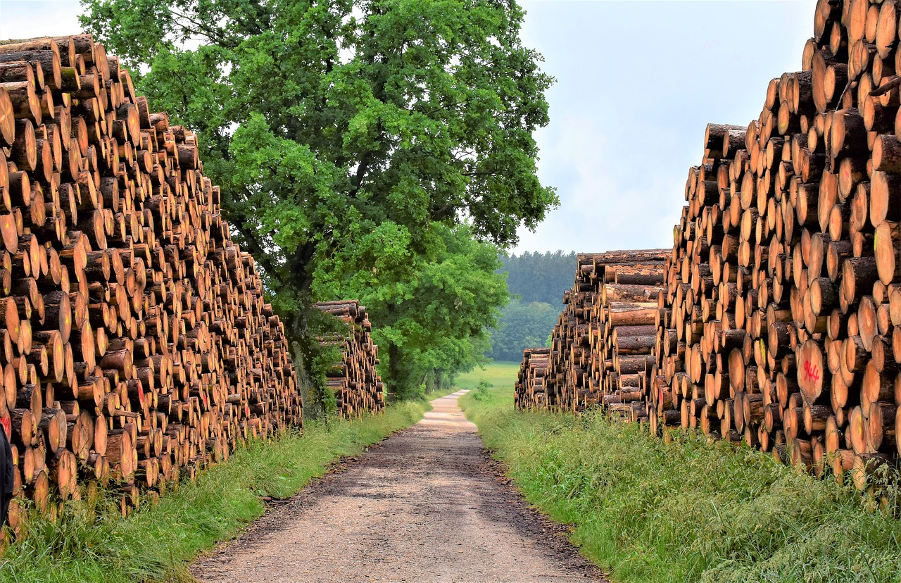 wood, timber industry, forest